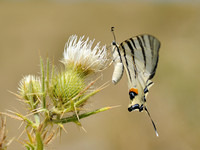 Iphiclids podalirius; Koningspage; Scarce Swallowtail