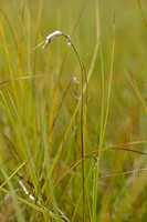 Slank wollegras; Slender Cotton-grass; Eriophorum gracile