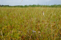 Slank wollegras; Slender Cotton-grass; Eriophorum gracile