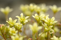 Gevorkte Steenbreek - Furrowed Saxifrage - Saxifraga exarata