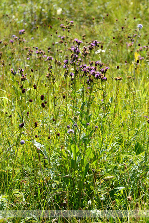 Zaagblad; Saw-wort; Serratula tinctoria