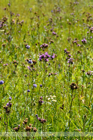 Zaagblad; Saw-wort; Serratula tinctoria