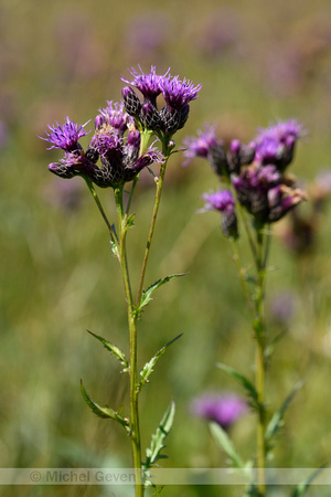 Zaagblad; Saw-wort; Serratula tinctoria