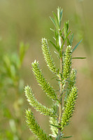 Duitse dot; Salix dasyclados;