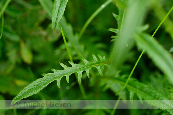 Zaagblad; Saw-wort; Serratula tinctoria