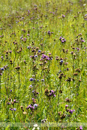 Zaagblad; Saw-wort; Serratula tinctoria