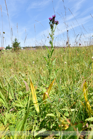 Zaagblad; Saw-wort; Serratula tinctoria