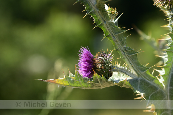 Wegdistel; Cotton Thistle; Onopordum acanthium