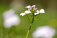 Pinksterbloem; Cuckoo-flower; Cardamine pratensis