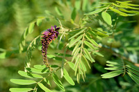 Indigostruik; Western false indigo; Amorpha fruticosa