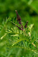 Indigostruik; Western false Indigo; Amorpha fruticosa