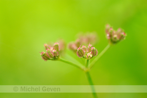 Heggendoornzaad;Upright hedge-parsley;Torilis japonica