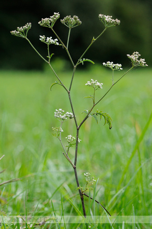 Heggendoornzaad;Upright hedge-parsley;Torilis japonica;