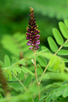 Indigostruik; Western false Indigo; Amorpha fruticosa