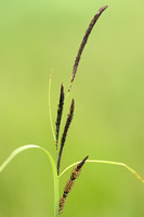 Noordse Zegge - Water Sedge - Carex aquatilis