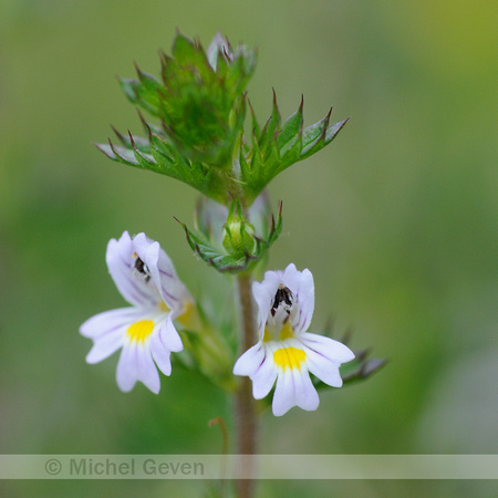 Stijve Ogentroost; Rigid Eyebright; Euphrasia stricta