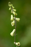 Gele Monnikskap - Wolf's-bane - Aconitum lycoctonum subsp. vulpari