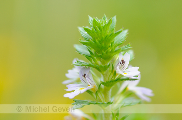 Stijve Ogentroost; Rigid Eyebright; Euphrasia stricta