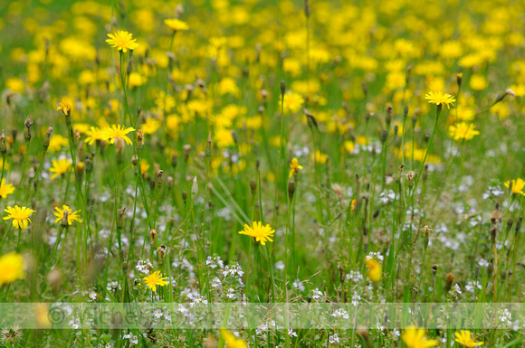 Stijve Ogentroost; Rigid Eyebright; Euphrasia stricta