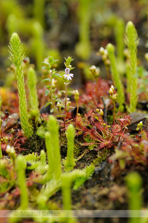 Stijve Ogentroost; Rigid Eyebright; Euphrasia stricta