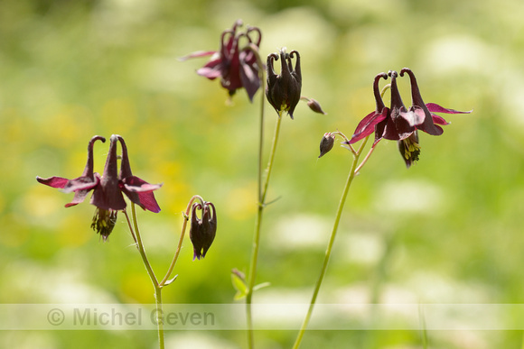 Donkere Akelei; Dark Columbine; Aquilegia atrata