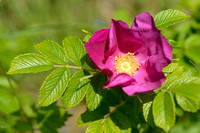 Rimpelroos - Ramanas Rose - Rosa rugosa