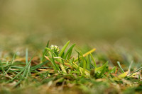 Vroeg beemdgras - Early Meadow-grass - Poa infirma