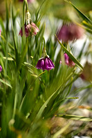 Lombarby Garlic; Allium insubricum