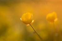 Kruipende Boterbloem - Creeping Buttercup - Ranunculus repens