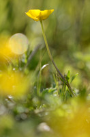 Kruipende Boterbloem; Creeping Buttercup; Ranunculus repens