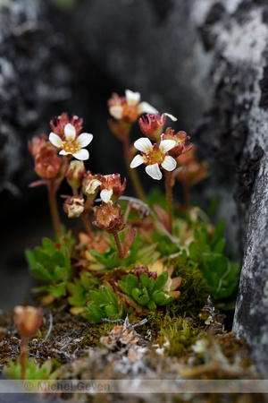 Tufted saxifrage; Saxifraga cespitosa