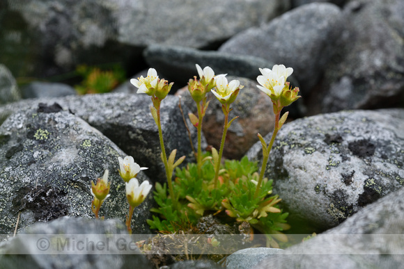 Tufted saxifrage; Saxifraga cespitosa