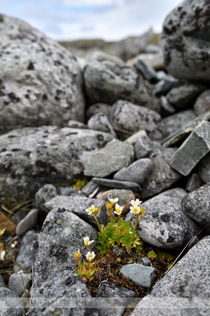 Tufted saxifrage; Saxifraga cespitosa