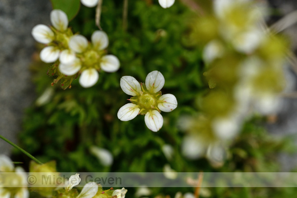 Tufted saxifrage; Saxifraga cespitosa