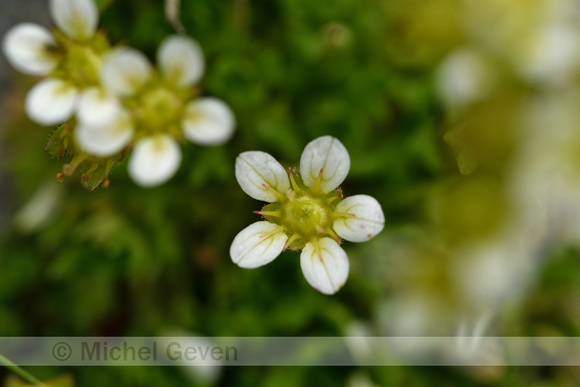 Tufted saxifrage; Saxifraga cespitosa