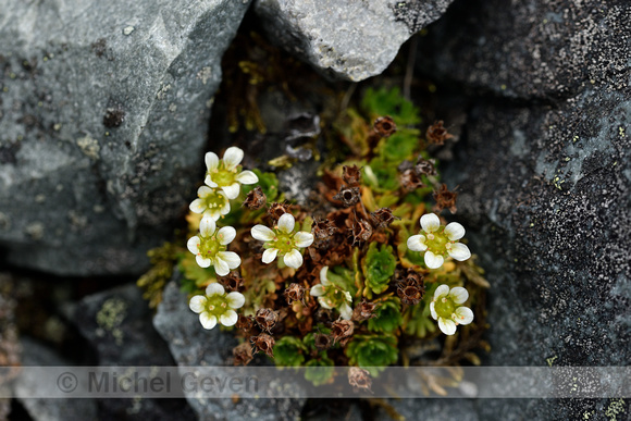 Tufted saxifrage; Saxifraga cespitosa