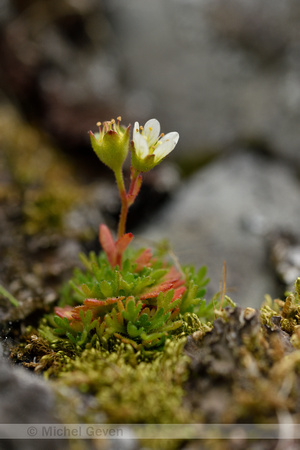 Tufted saxifrage; Saxifraga cespitosa