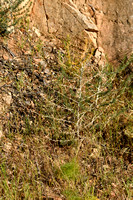 Asparagus albus