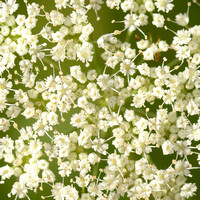 Karwijselie; Cambridge Milk-Parsley; Selinum carvifolia