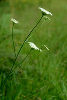 Karwijselie - Cambridge Milk-Parsley - Selinum carvifolia