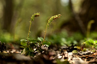 Eenzijdig wintergroen; Serrated wintergreen; Orthilia secunda