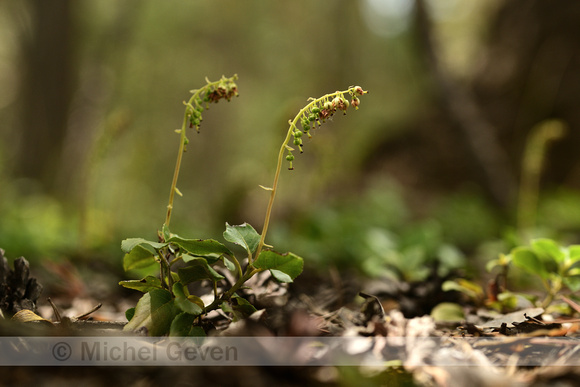 Eenzijdig wintergroen; Serrated wintergreen; Orthilia secunda