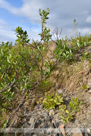 Eenzijdig Wintergroen; Serrated Wintergreen; Orthilia secunda