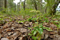 Eenzijdig Wintergroen; Serrated wintergreen; Orthilia secunda;