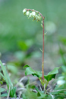 Eenzijdig Wintergroen - Serrated wintergreen - Orthilia secunda
