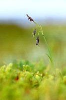 Mountain Bog-sedge; Carex rariflora