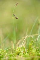 Mountain Bog-sedge; Carex rariflora