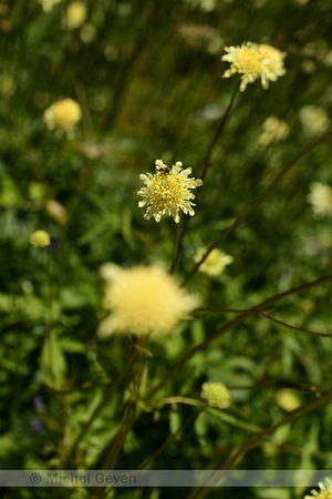 Cephalaria brevipalea