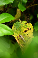 Steltsabelsprinkhaan; Red-faced Bush-cricket; Sepiana sepium
