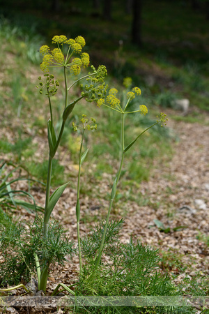 Thapsia garganica